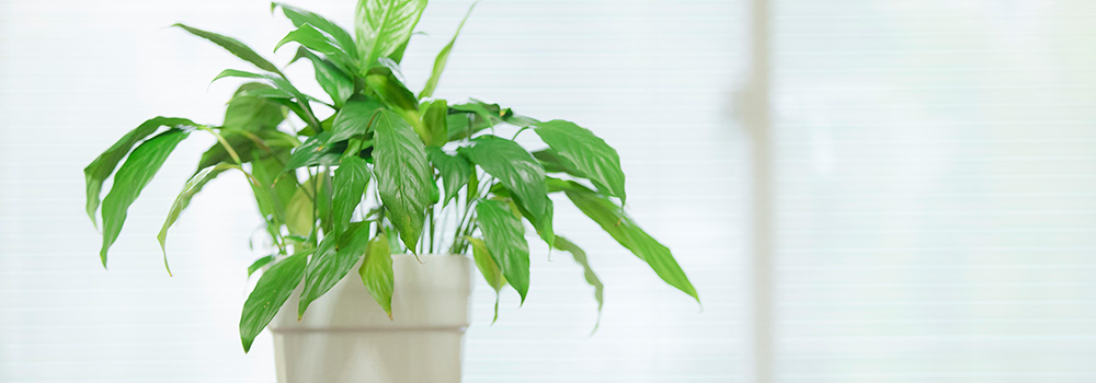 コンテンツビジュアル