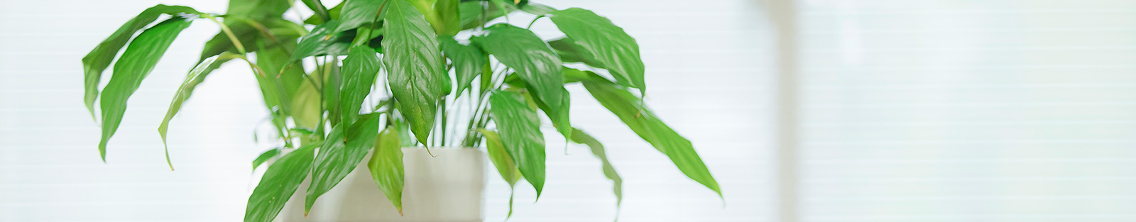 コンテンツビジュアル